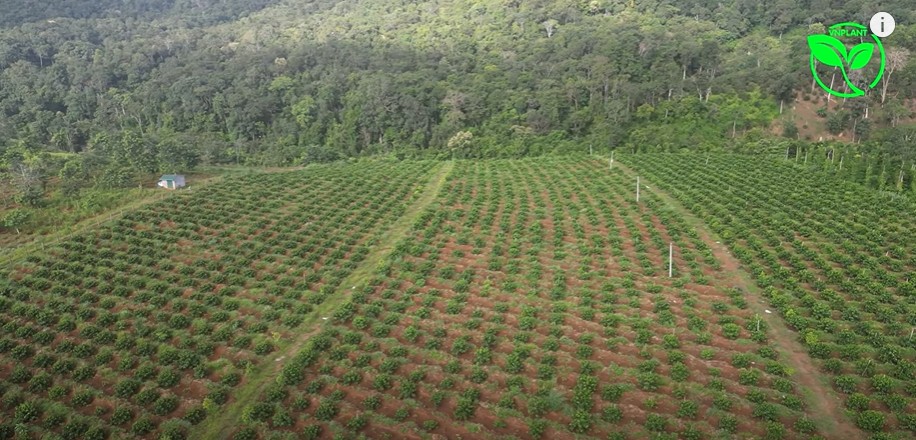 vườn ca phe phát triển